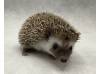 photo of hedgehog for sale
