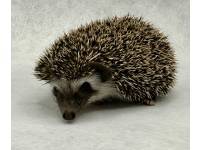 photo of hedgehog for sale
