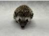 photo of hedgehog for sale