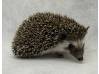 photo of hedgehog for sale