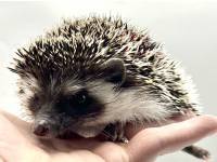 hedgehog photo