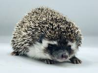 hedgehog photo