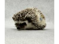 photo of hedgehog for sale