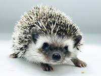 hedgehog photo