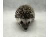 photo of hedgehog for sale