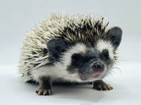 hedgehog photo