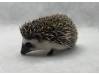 photo of hedgehog for sale
