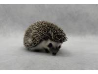 photo of hedgehog Jediah, for sale