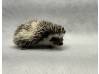 photo of hedgehog for sale