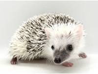 hedgehog photo