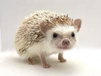 hedgehog photo