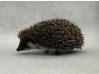photo of hedgehog for sale