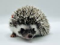 hedgehog photo