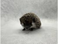 photo of hedgehog for sale