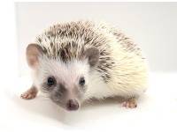 hedgehog photo