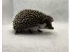 photo of hedgehog for sale