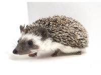 hedgehog photo