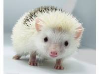 hedgehog photo