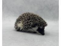 photo of hedgehog for sale