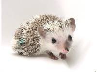 hedgehog photo