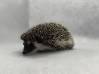 photo of hedgehog for sale