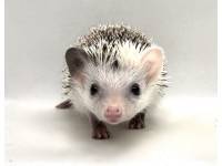 hedgehog photo