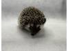 photo of hedgehog for sale