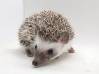 photo of hedgehog for sale