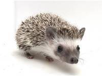 photo of hedgehog for sale