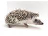 photo of hedgehog for sale