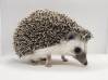 photo of hedgehog for sale