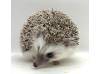 photo of hedgehog for sale