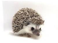 photo of hedgehog for sale