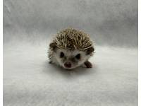 photo of hedgehog Ziven, for sale