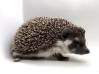 photo of hedgehog for sale