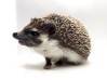 photo of hedgehog for sale