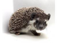 photo of hedgehog for sale