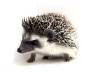 photo of hedgehog for sale