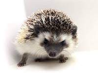 photo of hedgehog for sale