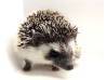 photo of hedgehog for sale