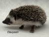 photo of hedgehog for sale