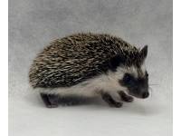 photo of hedgehog Davyson, for sale