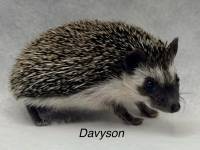 photo of hedgehog for sale