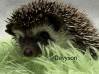 photo of hedgehog for sale