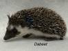 photo of hedgehog for sale