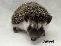 photo of hedgehog for sale