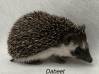 photo of hedgehog for sale