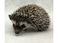 photo of hedgehog Darae, for sale