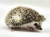 photo of hedgehog for sale