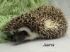 photo of hedgehog for sale